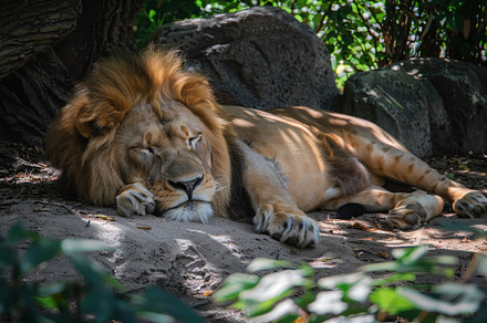 A large lion laying down on top of a, a Photo by Iftikhar Alam