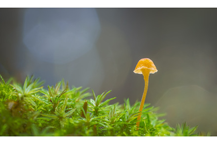 A vibrant little mushroom with empty, a Nature Photo by Lukas Jonaitis SHOP