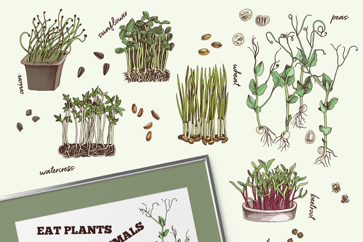Natural food BUNDLE, a Food Illustration by handsketched (Photo 14 of 26)