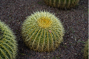 Golden barrel cactus (Echinocactus, a Nature Photo by volodymyrshtun13795