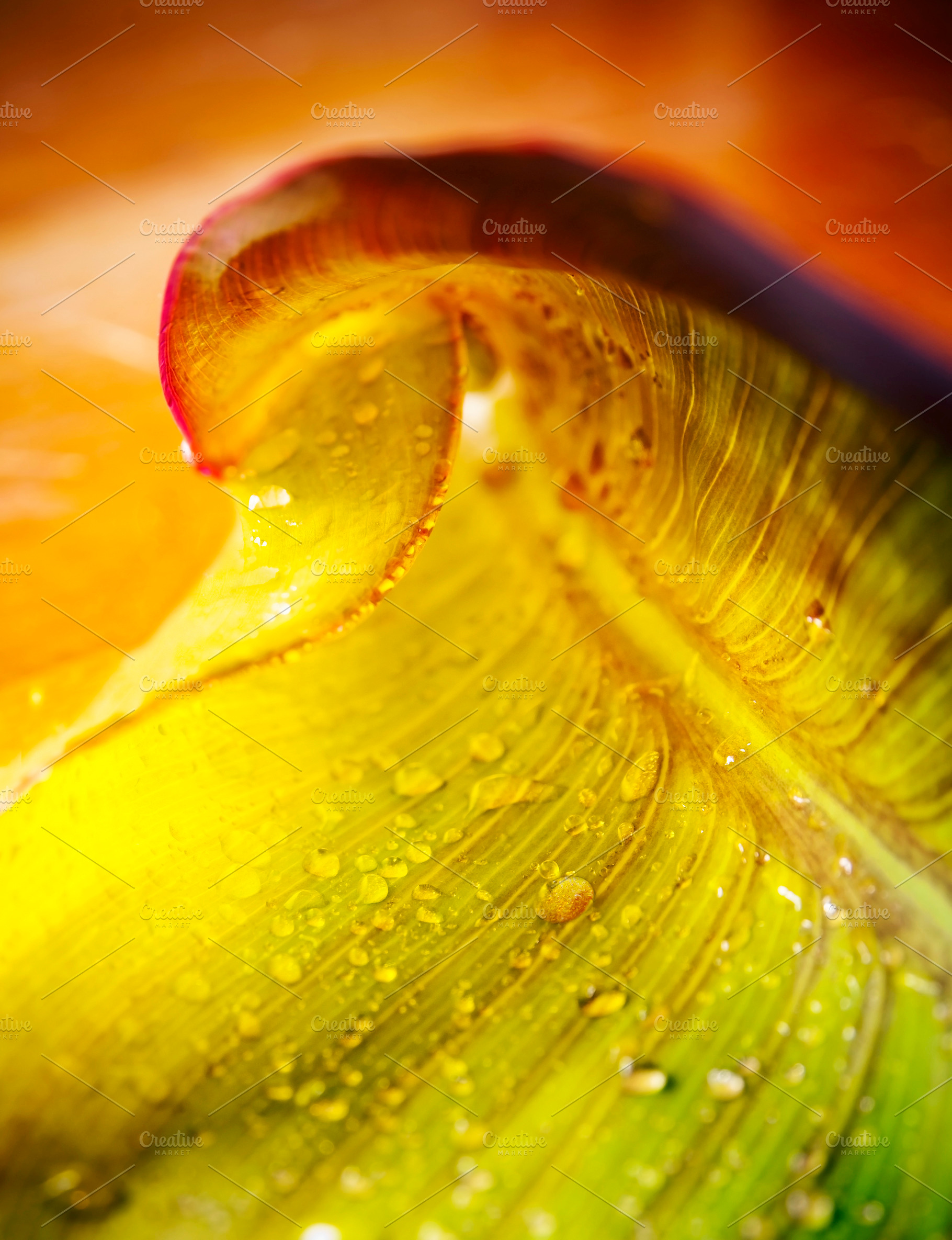 Yellow Spiral Leaf, a Nature Photo by THP Creative