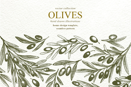 Olive Vector Collection, a Food Illustration by Lubov Illustrations Shop