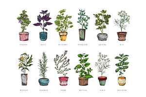 Organic culinary herbs plants in, a Food Illustration by Sabelskaya