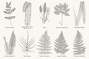 Fern & Grass Line Art Collection, a Decorative Illustration by AW Studios (Thumbnail 10 of 11)