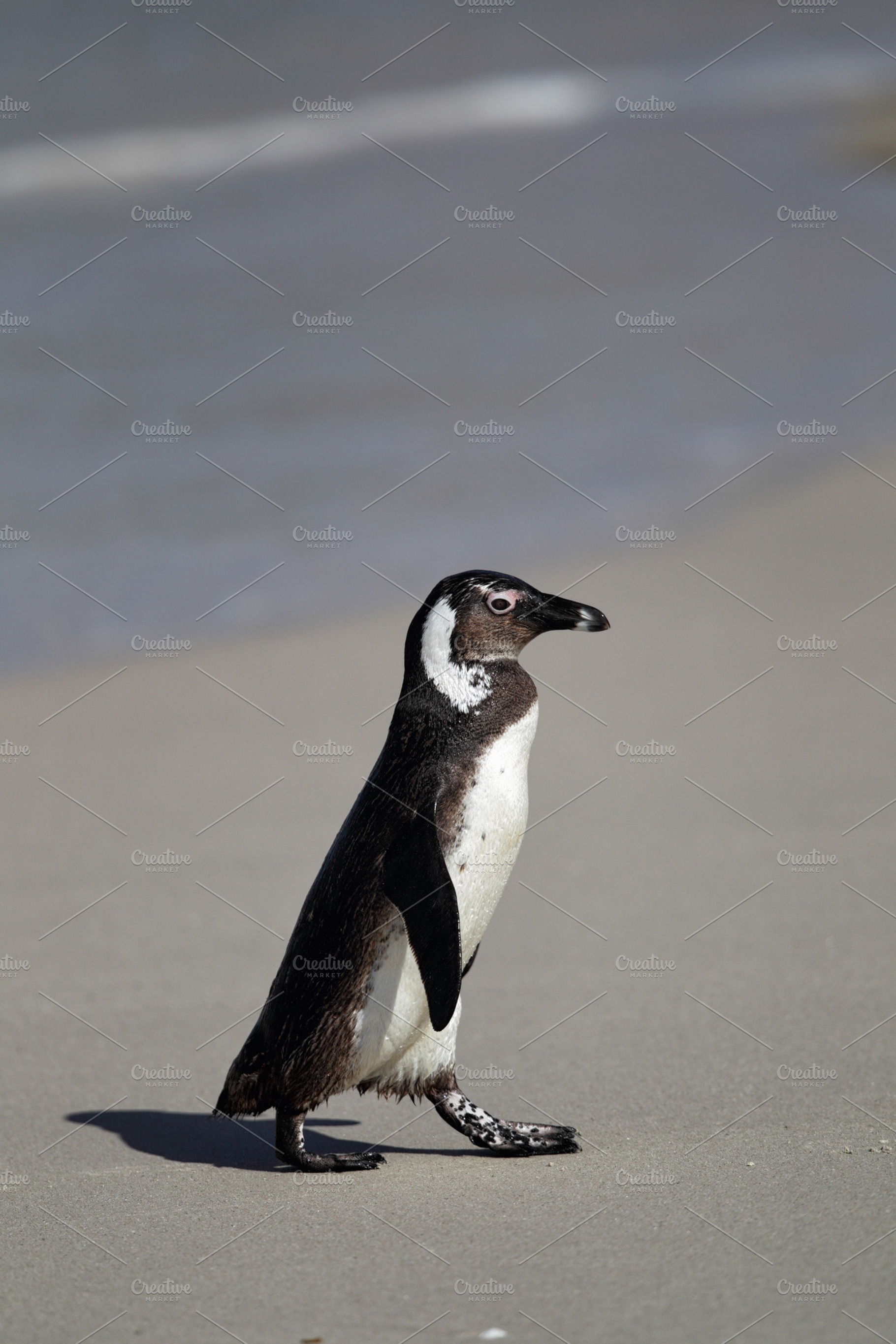 African penguin featuring boulders, beach, and false, an Animal Photo by DirkR