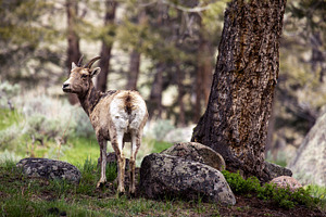 Bighorn Uwe in Yellowstone