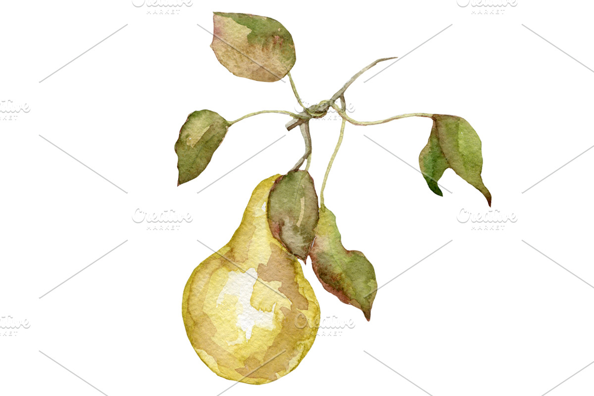 Watercolor 24 fruits set, a Food Illustration by My watercolor shop (Photo 3 of 16)