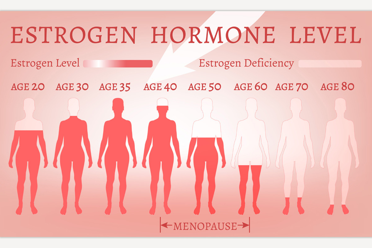 Estrogen Hormone Level, an Education Illustration by Anna's Shop