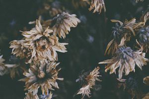 Dried flowers containing flowers bouquet, flowers, and dried flowers