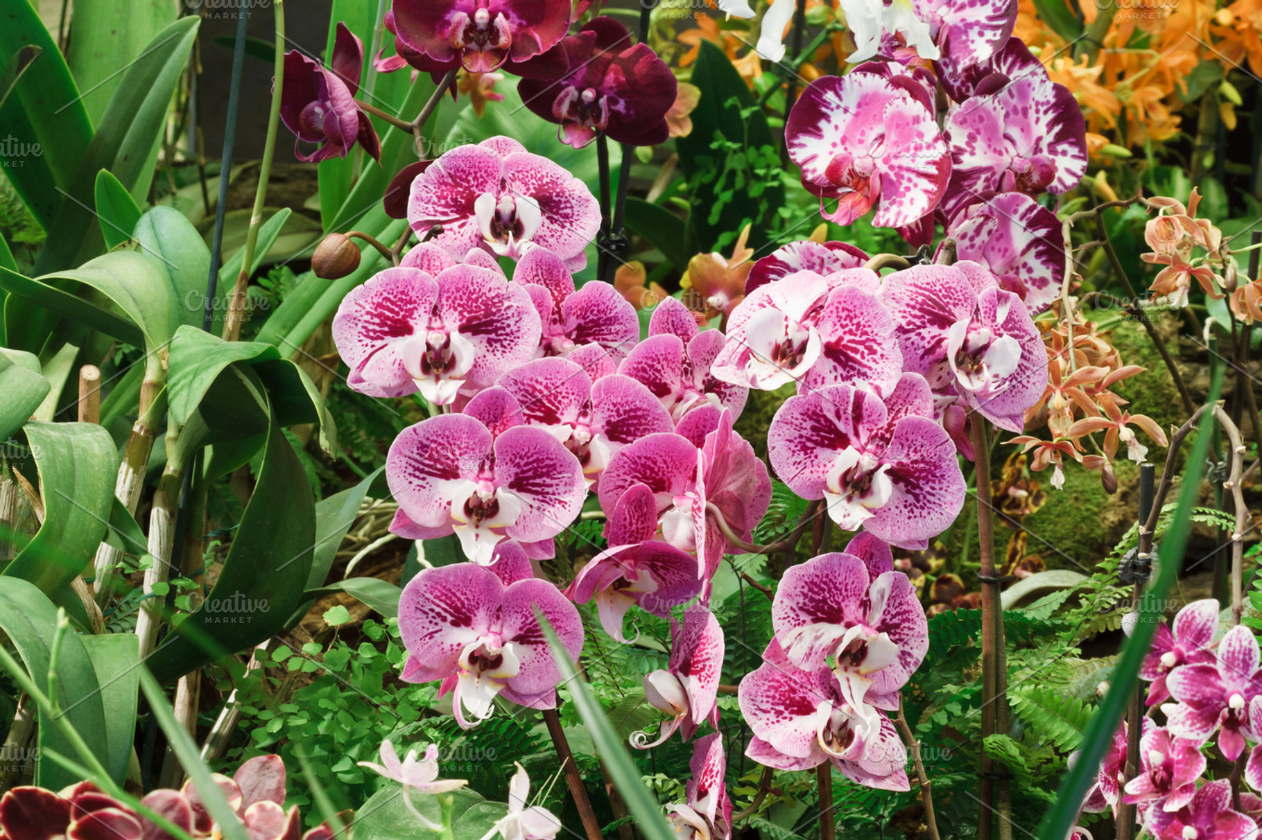 Phalaenopsis orchids, a Nature Photo by Antonio-S