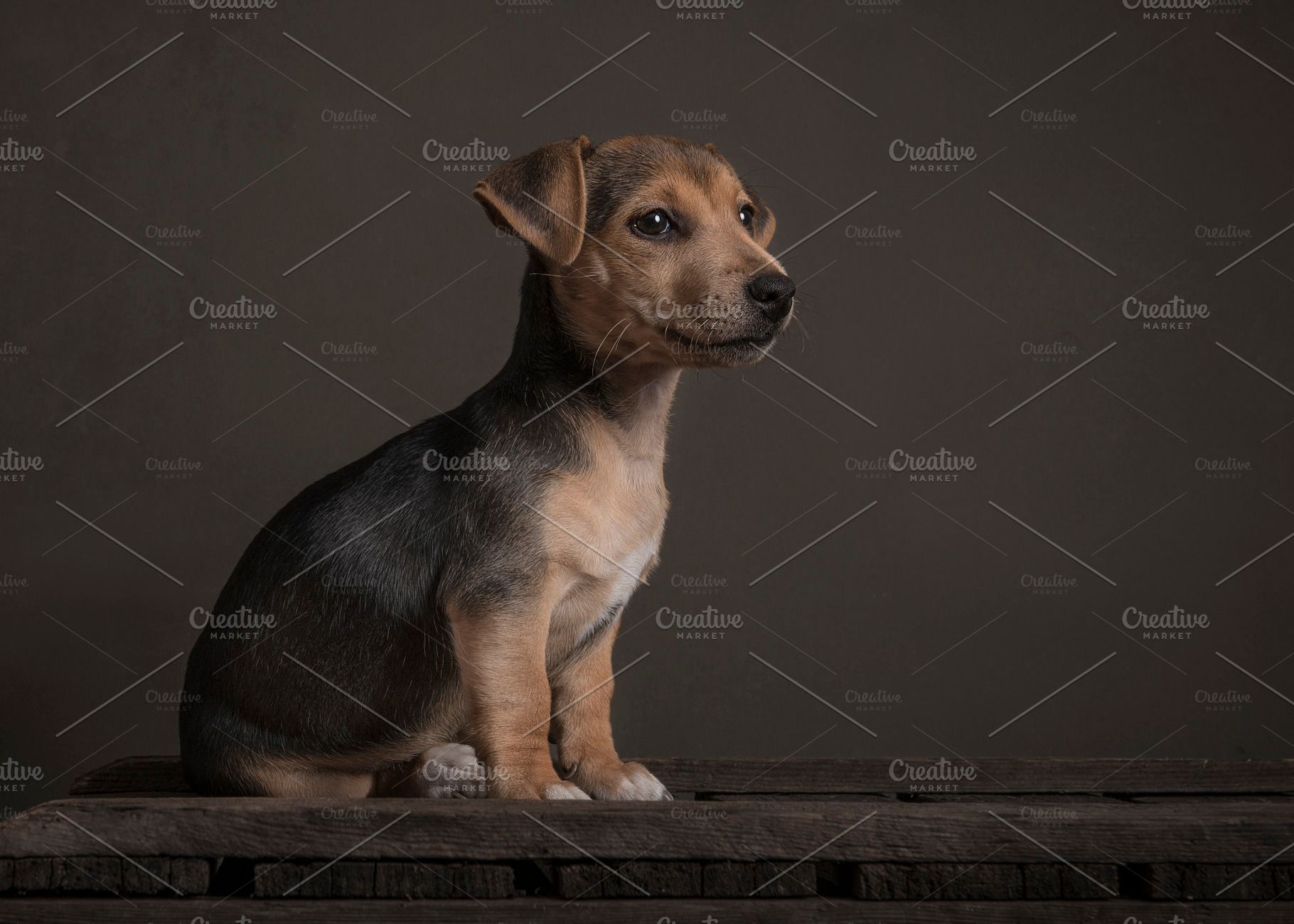 Sitting Jack Russell pup, an Animal Photo by Elles Rijsdijk