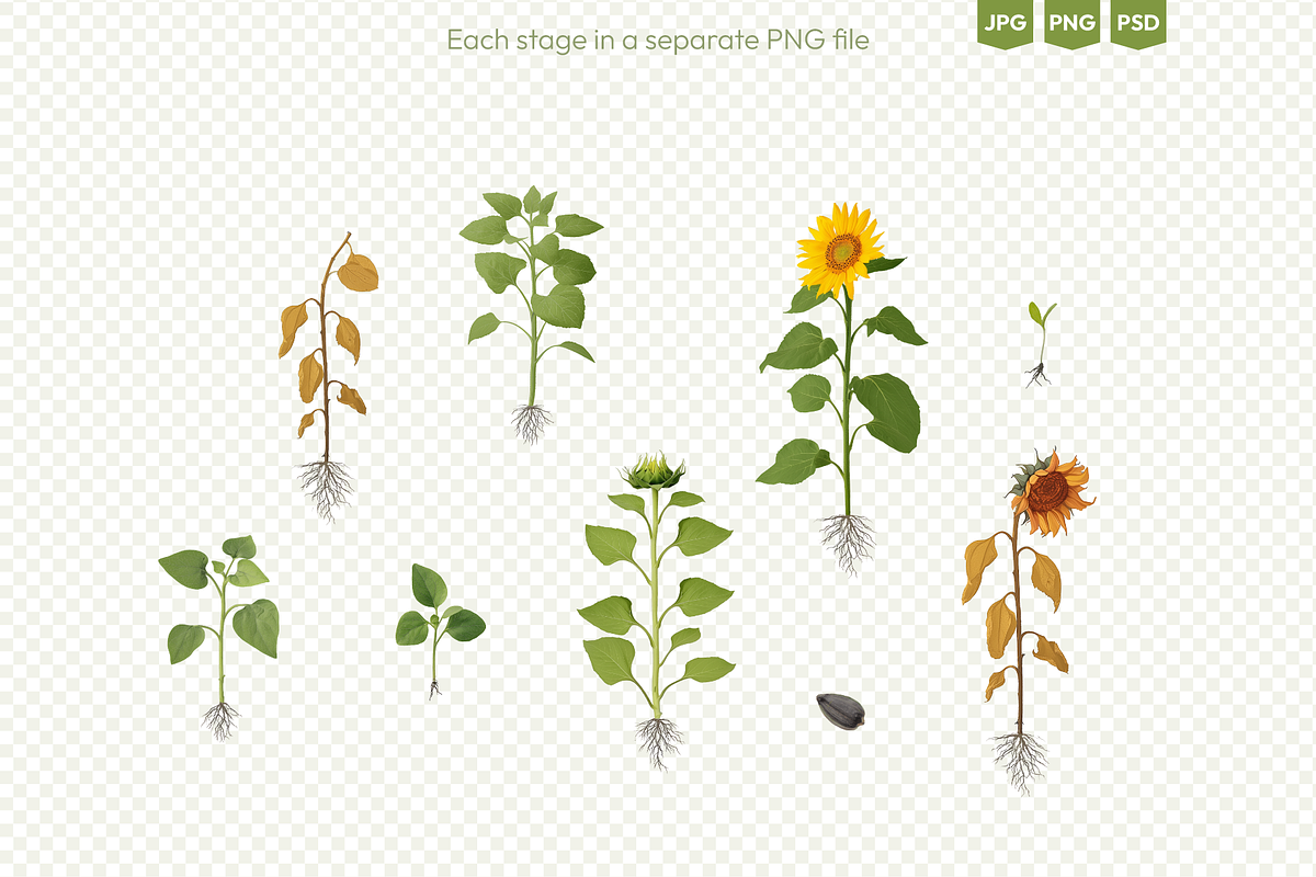 Sunflower Growth Stages Illustration, an Illustration by Ilia Design (Photo 3 of 5)