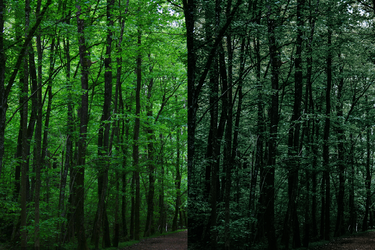 10 Forest Lightroom Presets, a Preset Add-On by RamsaGraphi (Photo 6 of 10)