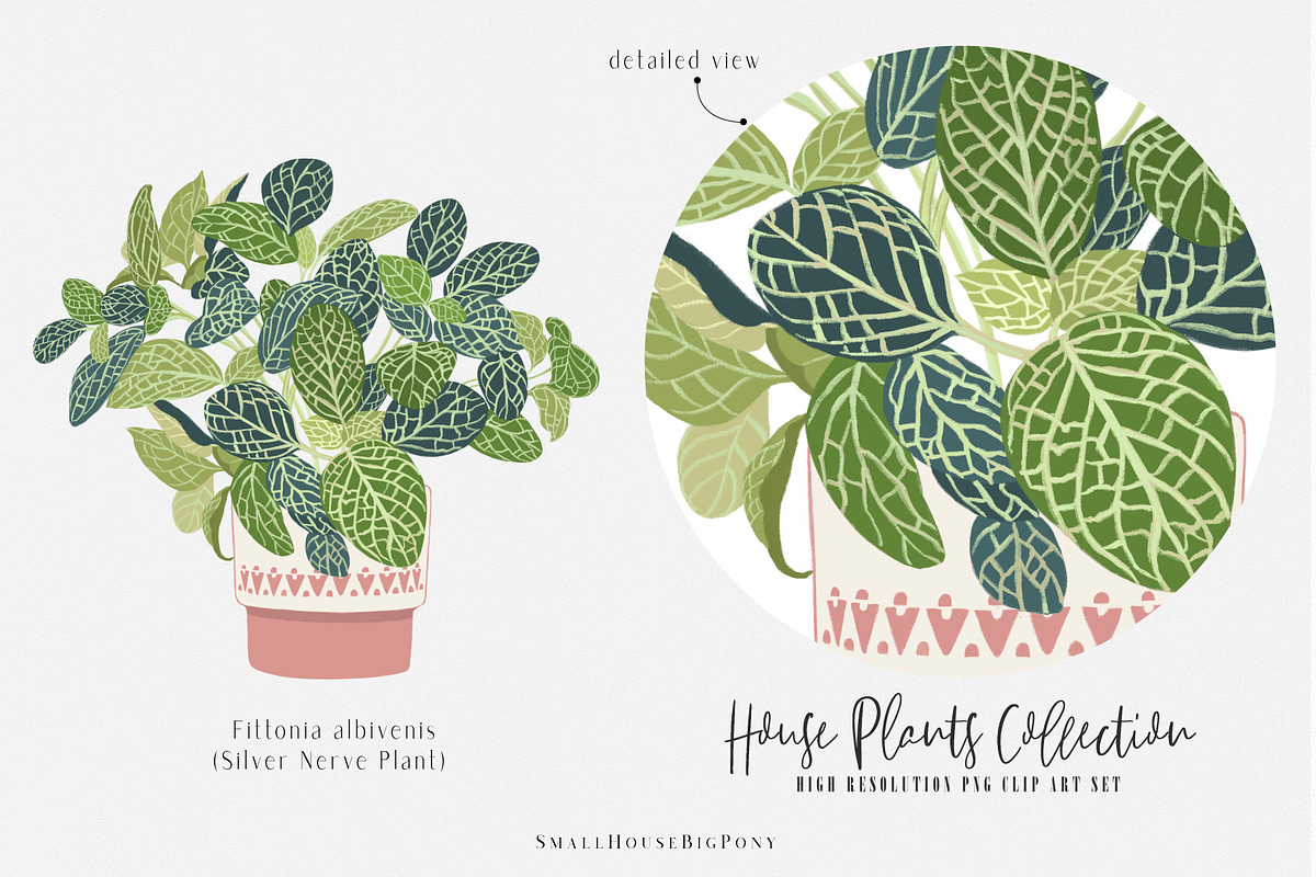 House Plants Collection Set II, a Graphic by SmallHouseBigPony (Photo 15 of 21)
