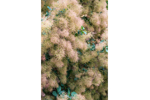Cotinus coggygria Latin-Cotinus, a Nature Photo by COLORFUL