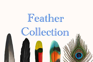 Feather Collection, an Illustration by KiNA
