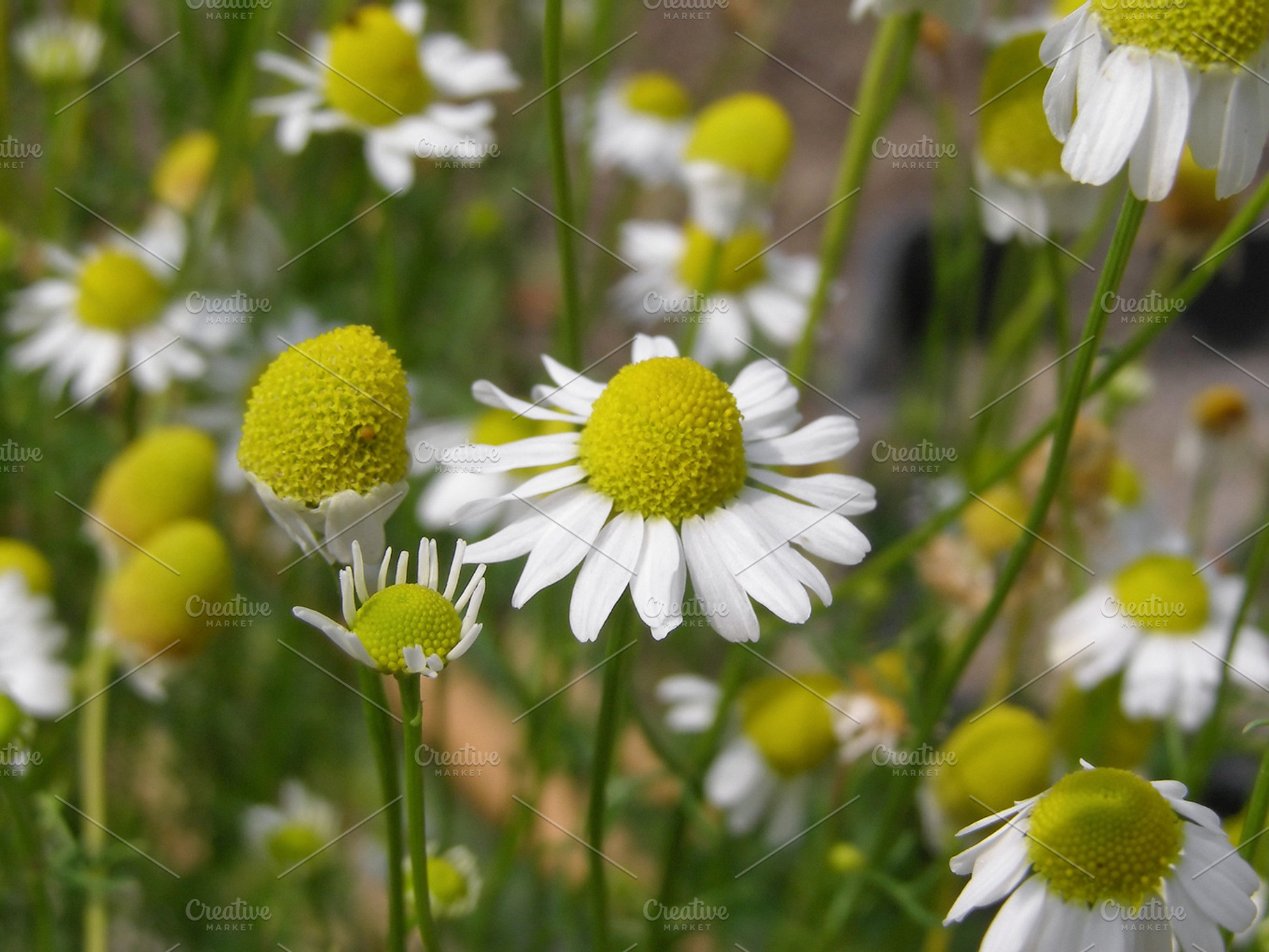 Chamomile Flowers Stock Photo Containing Chamomile And Flower