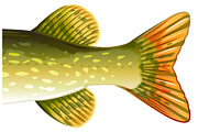 Pike fish, an Animal Illustration by Oceloti (Thumbnail 3 of 3)