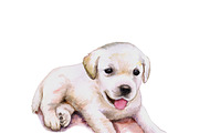 Watercolor Dogs Mega Big Bundle, an Illustration by Dneprstock (Thumbnail 34 of 60)