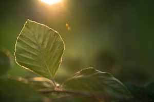 Leaf and light featuring leaf forest light, sun, and autumn