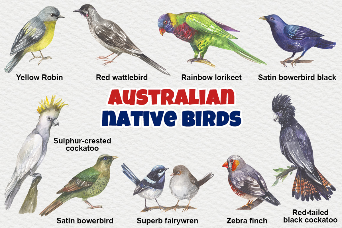 Australian native birds, an Illustration by FITALARTSNEDIGI (Photo 3 of 10)