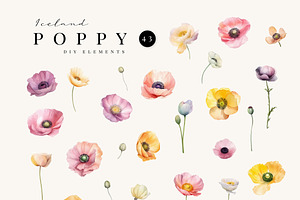 ICELAND POPPY - Watercolor Graphics