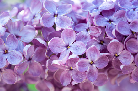 Blooming lilac in soft processing, a Nature Photo by WildStrawberry Magic
