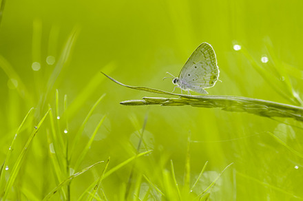 butterfly, butterfly on wild flower, an Animal Photo by roni kurniawan