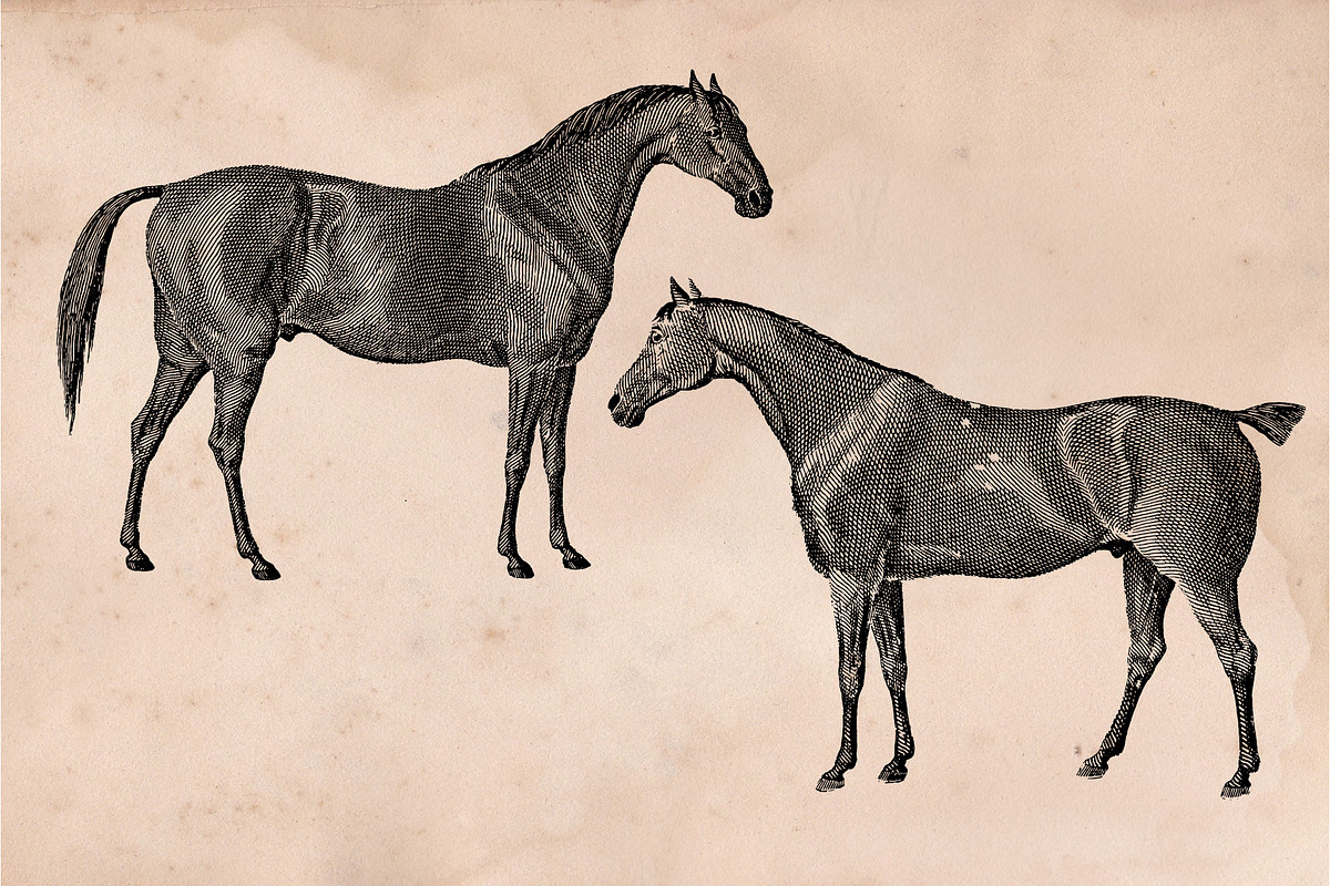 The Horse Collection, an Animal Illustration by Bayford Design