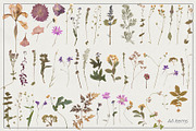 Dried Flowers & Herbs PNG Bundle, a Decorative Illustration by dlinnaya (Thumbnail 2 of 4)