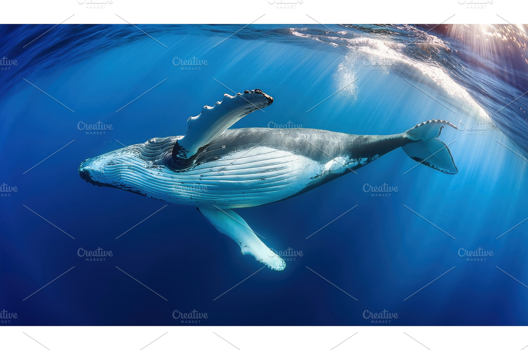 Majestic humpback whale swimming, an Animal Photo by Igor Tichonow