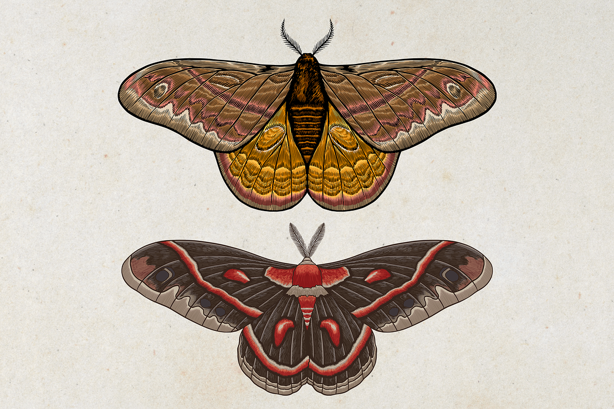Moth Illustration Vector Set, an Illustration by Kusumaillustration (Photo 5 of 11)