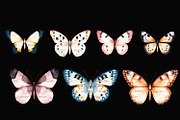 Boho Butterflies Collection, an Illustration by ArtIrisArt (Thumbnail 9 of 9)