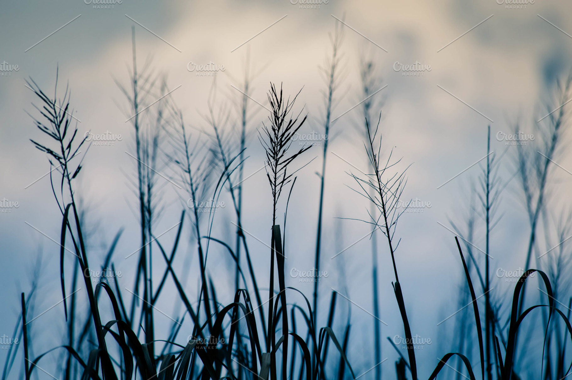 Rice field i containing harvest, rice, and harvesting, a Nature Photo by Tamara Lance
