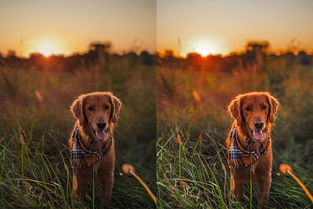 10 Pets Lightroom Presets for Mobile, a Preset Add-On by RamsaGraphi (Photo 7 of 10)