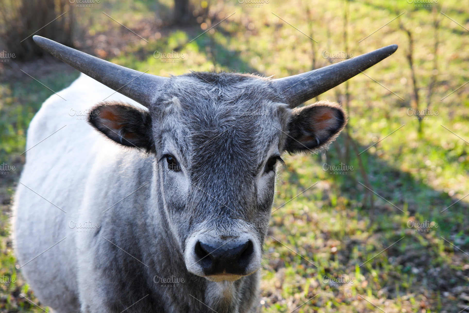 Close-up of a gray horned bull standing in a sunlit grassy field, an Animal Photo by Ales Munt