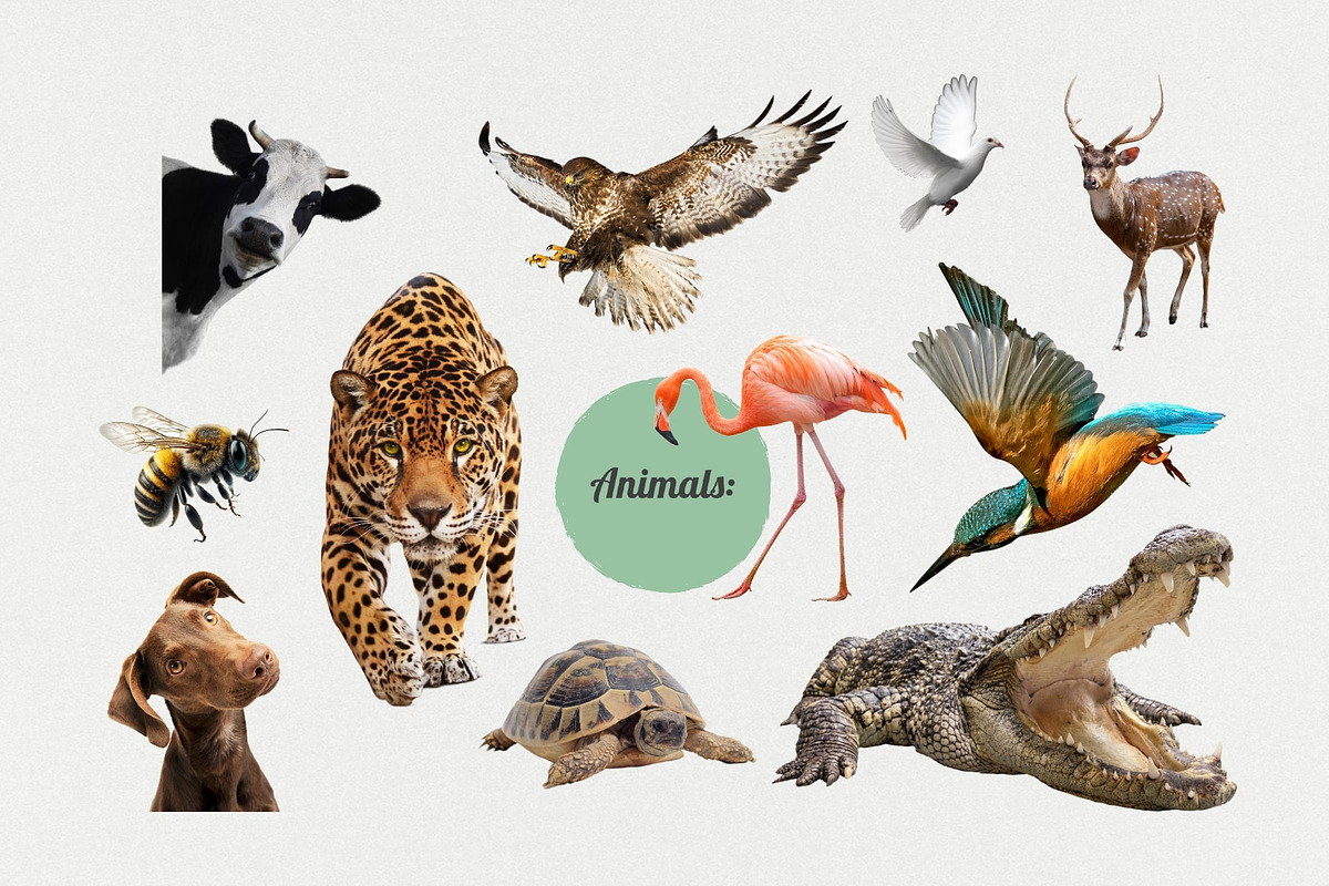 The Maximalist Collage Creator, an Object Graphic by Digi Life (Photo 14 of 27)