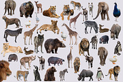 47 - PNG - ZOO ANIMALS, an Object Graphic by DareToDream (Thumbnail 2 of 3)