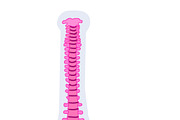 Biology & Anatomy goodnotes stickers, an Education Illustration by Noorist (Thumbnail 29 of 32)
