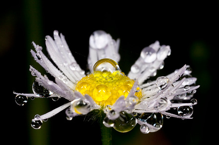 Dew Droplets On Leaf preview 6