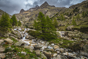 Mountain creek between the pines, a Nature Photo by Alpine Dreams
