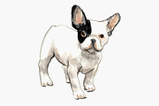 Black and White French Bulldogs, an Animal Illustration by Carol Cooper Studios (Thumbnail 2 of 5)