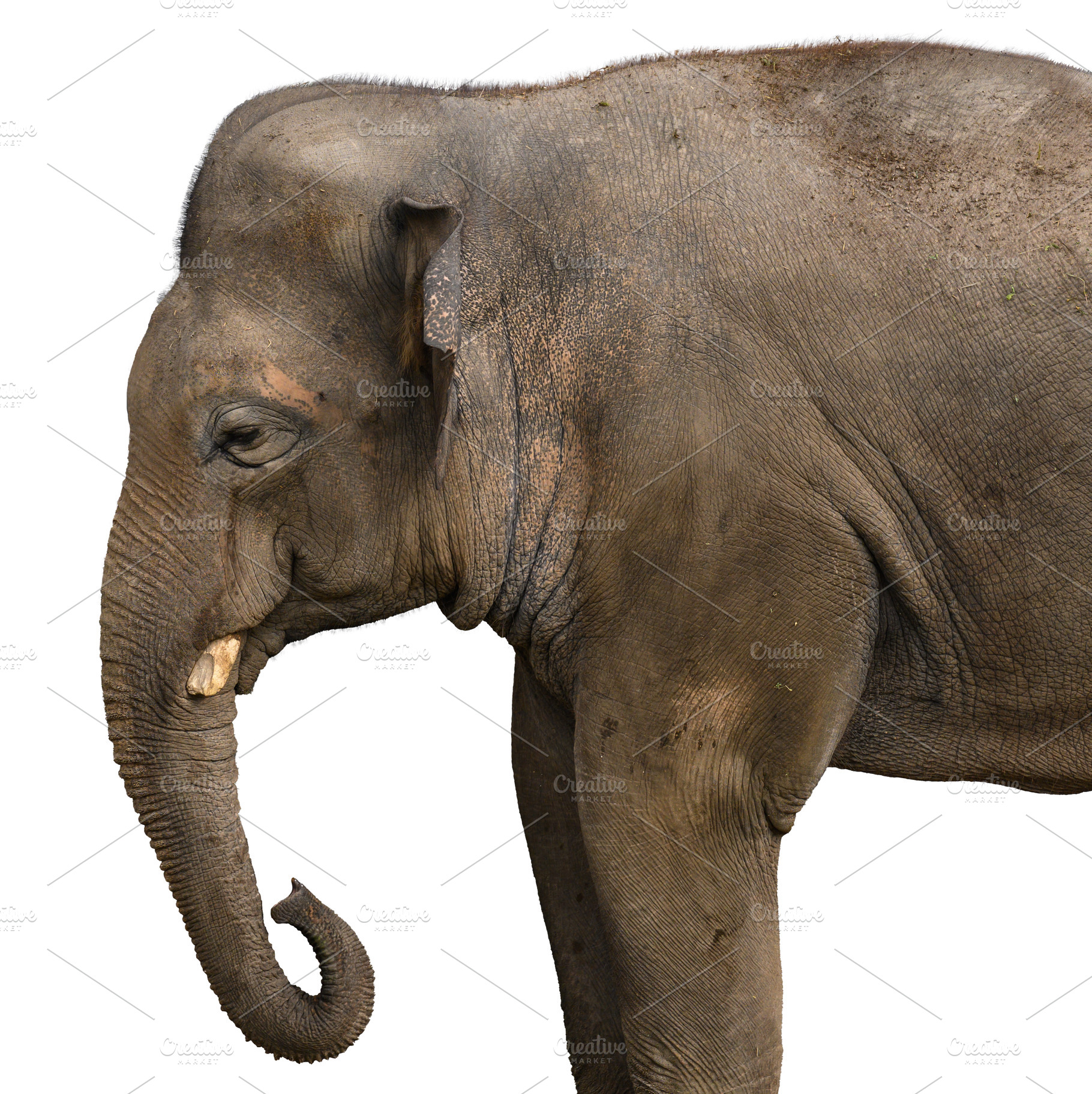 Close-up profile of an elephant on an isolated background., an Animal Photo by ndanko