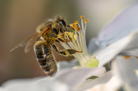 Close Honey bee collecting pollen from apple tree blossom, an Animal Photo by Byrdyak