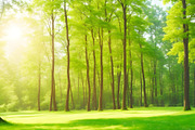 Summer Sunny Forest, a Background Graphic by Anamul Haque Anik (Thumbnail 5 of 5)
