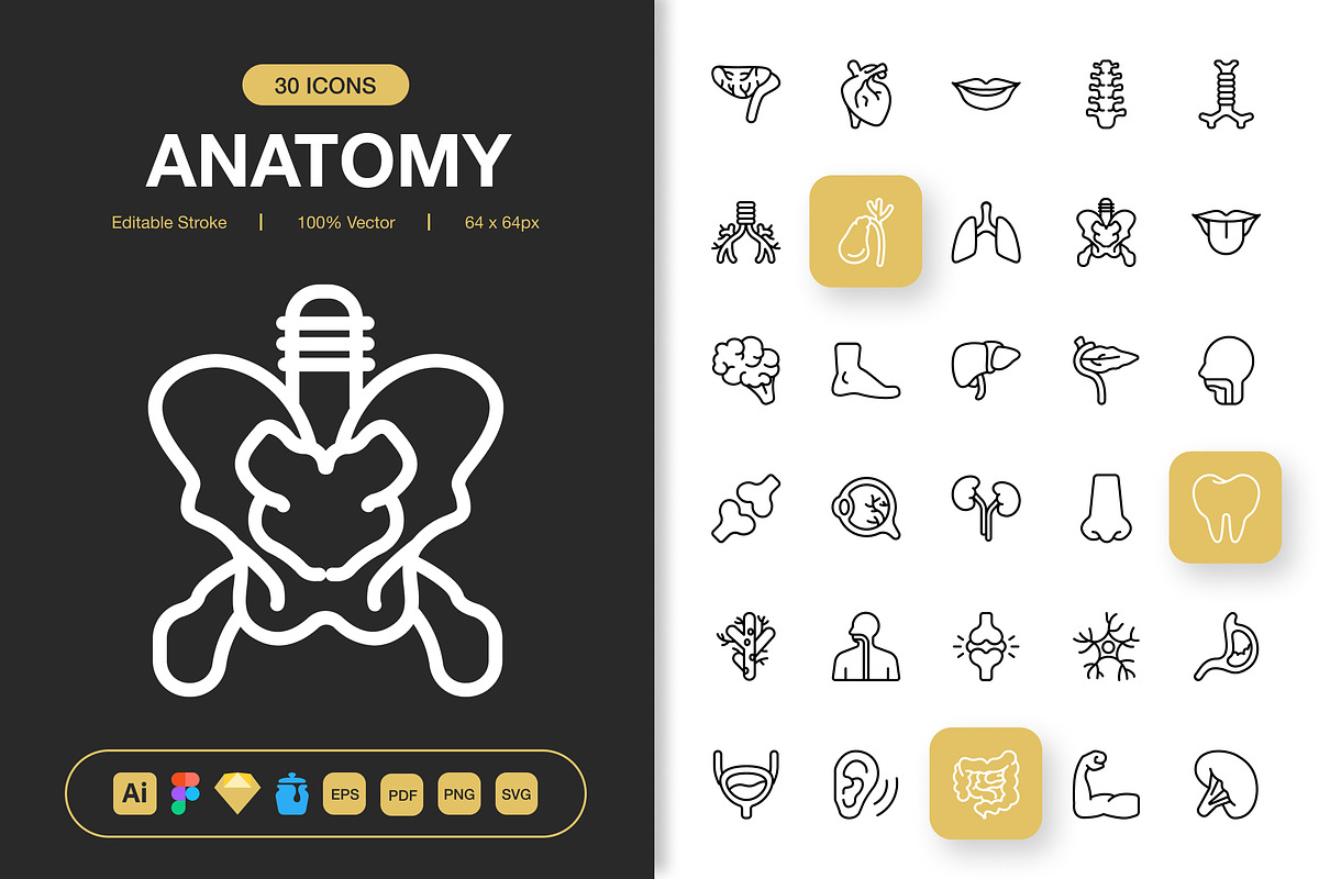 Anatomy Icons, an Outline Icon by Spacepixel Creative