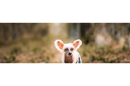 Young Chinese Crested Dog Outdoors, an Animal Photo by Our Amazing World
