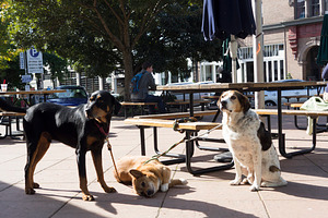 Happy dogs waiting for owner