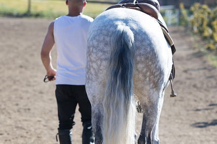 Rear view of a bald cowboy man walking with his white horse, a Person Photo by 2Design