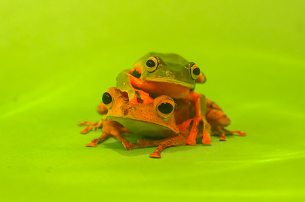 Wallace's flying frog, frogs,